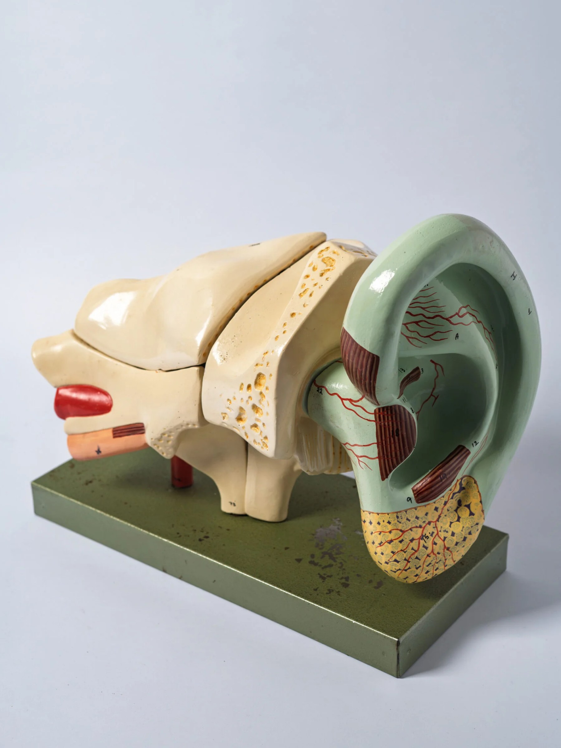 1950s anatomical ear model