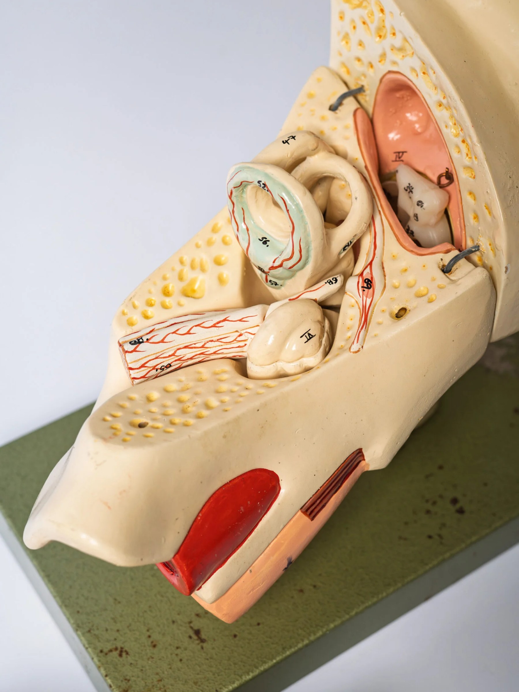 1950s anatomical ear model