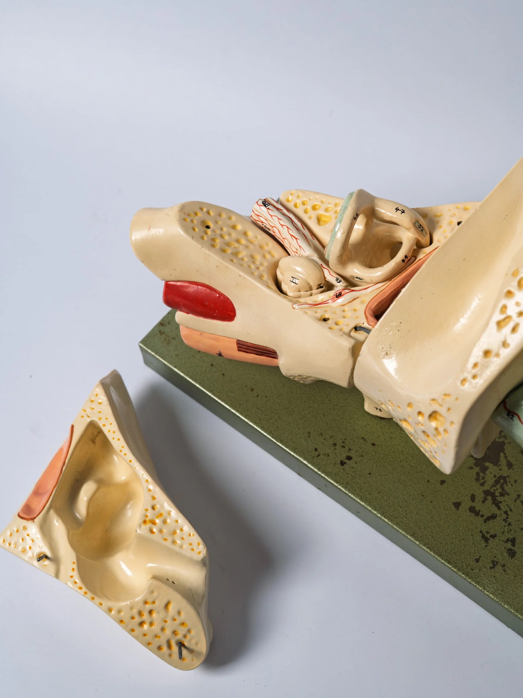 1950s anatomical ear model