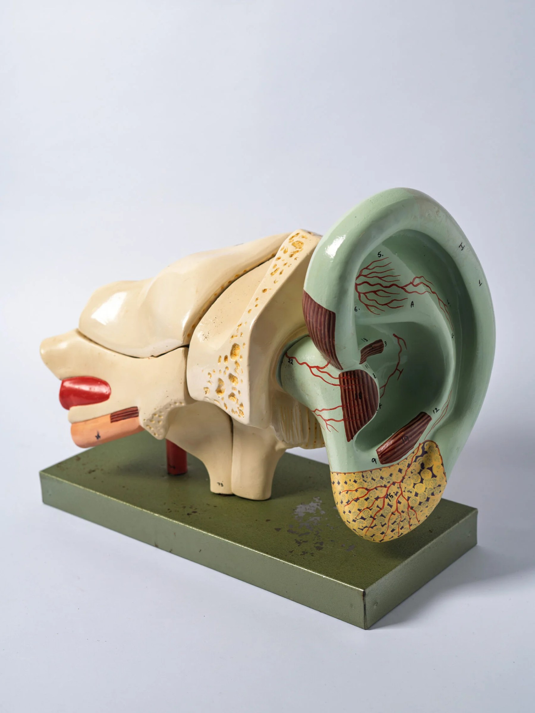 1950s anatomical ear model