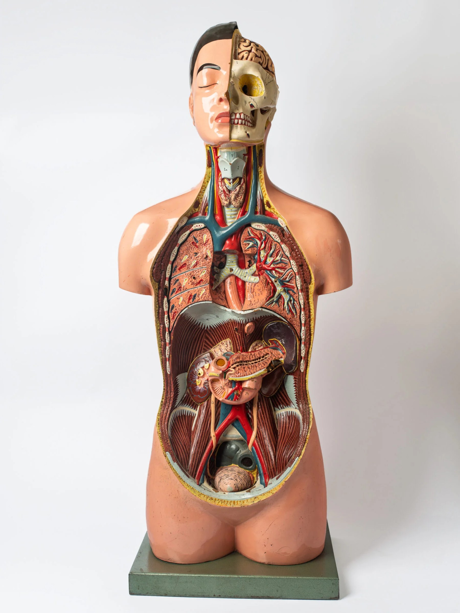 1950s educational anatomical torso model