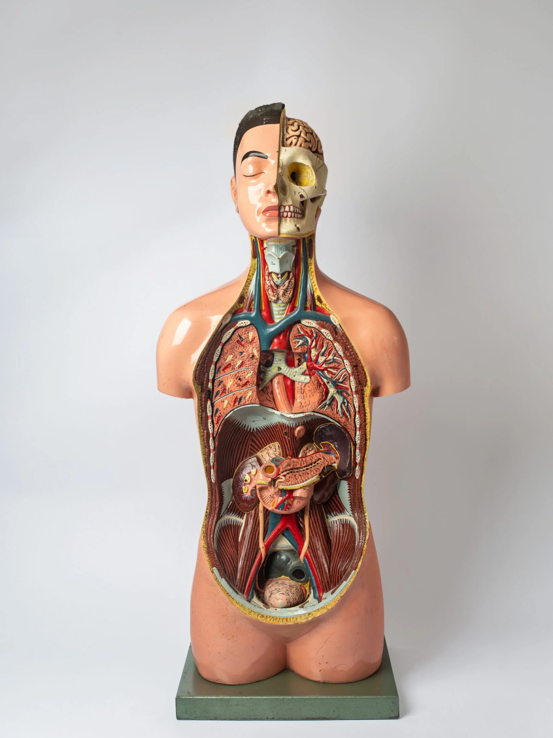 1950s educational anatomical torso model