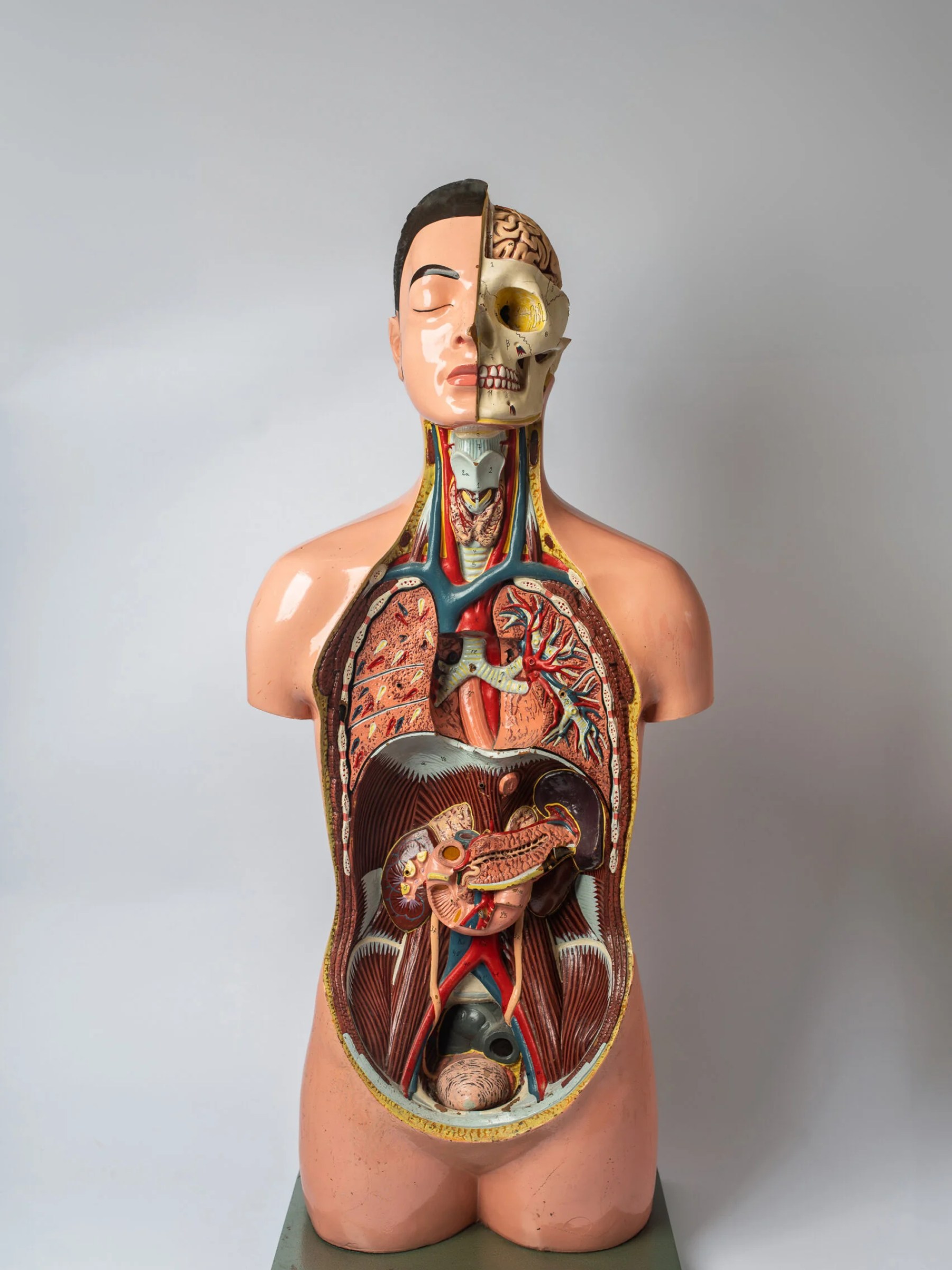 1950s educational anatomical torso model