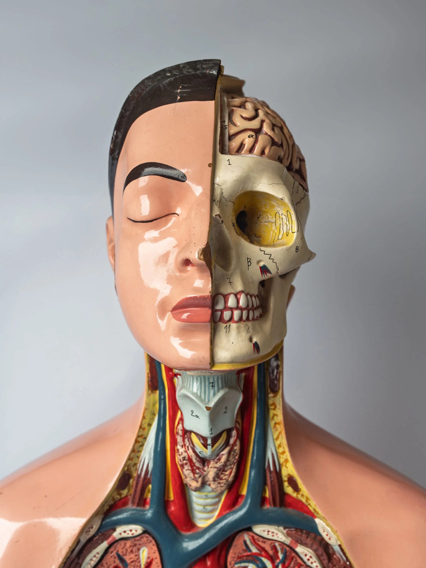 1950s educational anatomical torso model