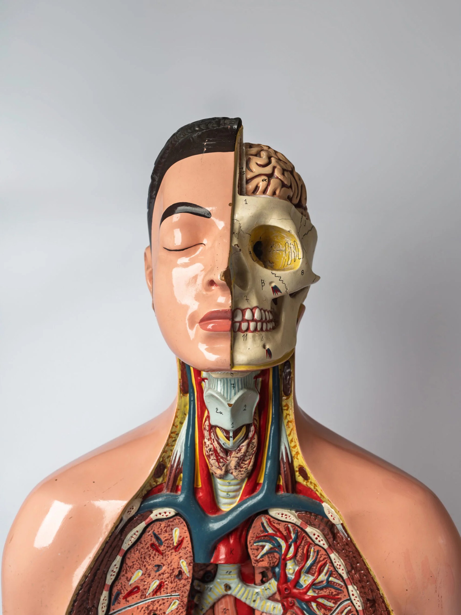 1950s educational anatomical torso model