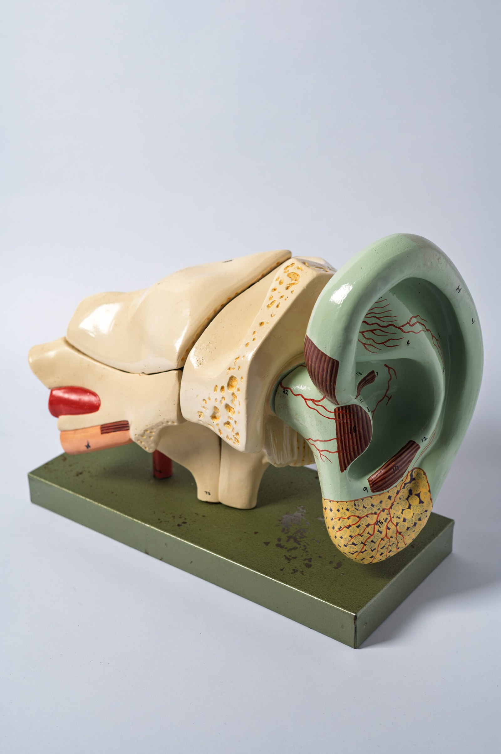 1950s anatomical ear model