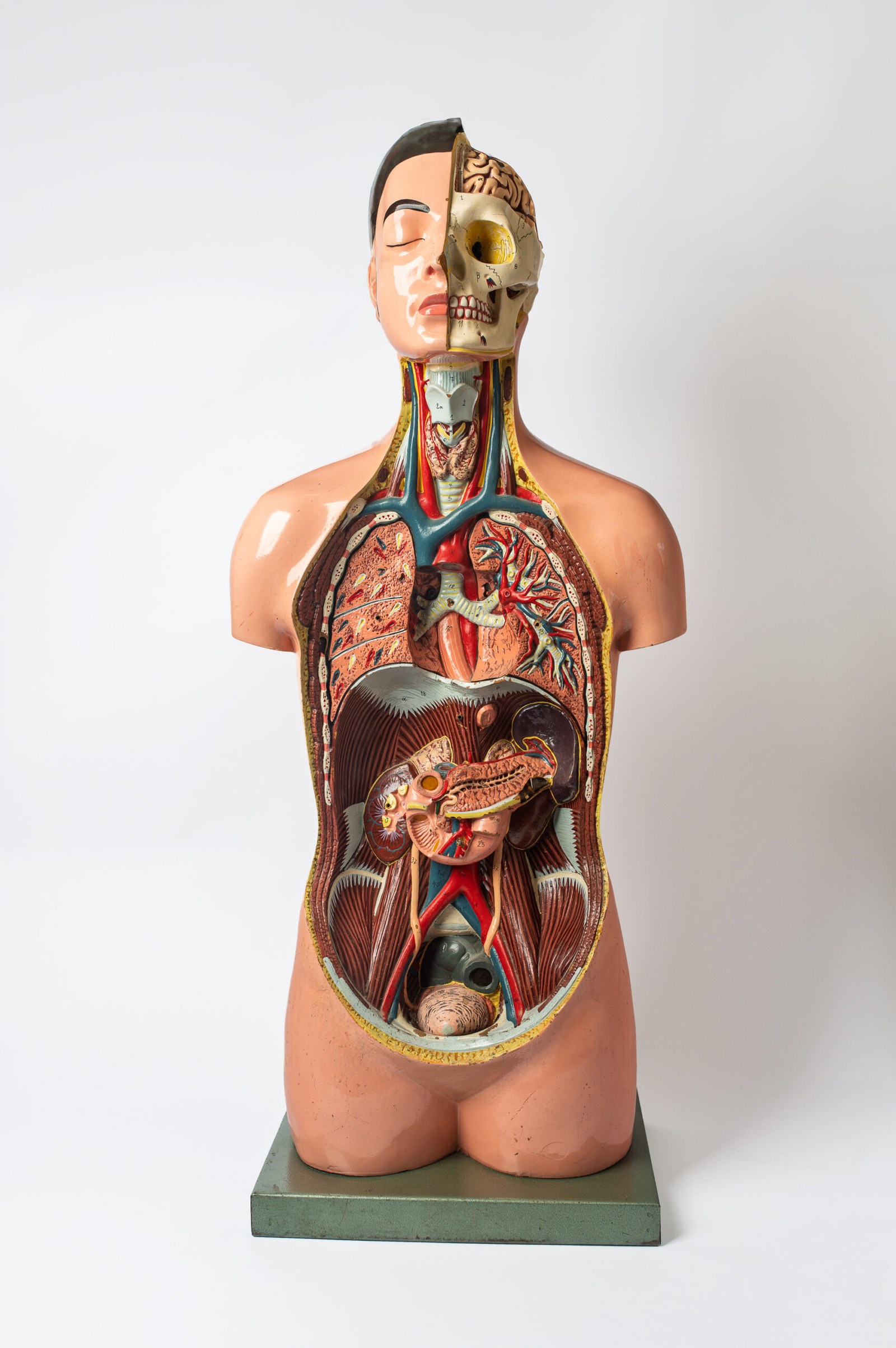 1950s educational anatomical torso model